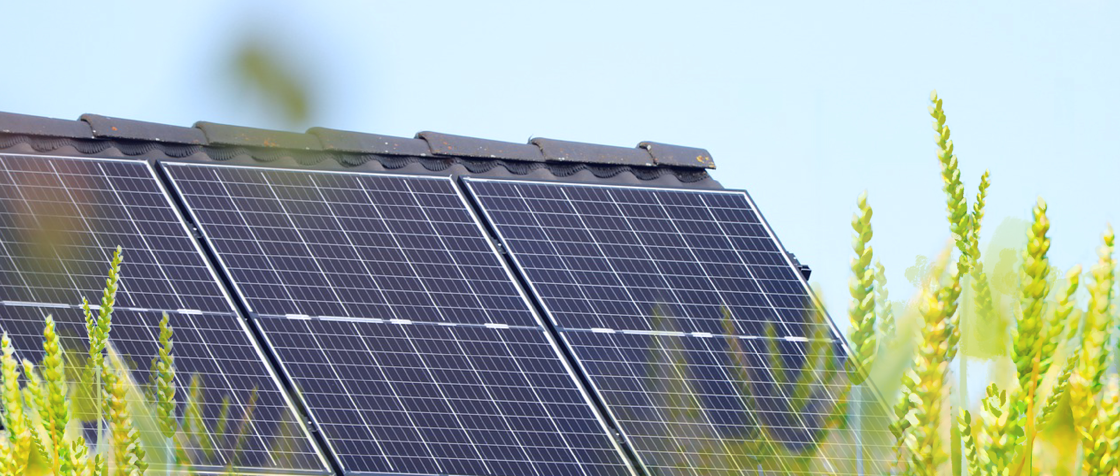 屋 顶 晒 秋 阳 ， 收 获 好&ldquo;丰&rdquo;光